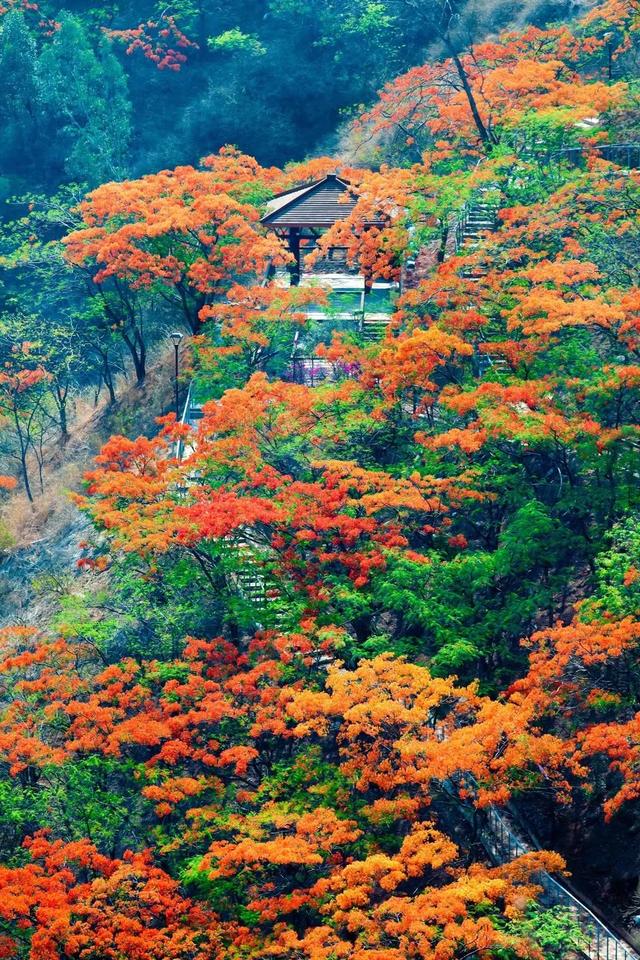 攀枝花怎么看附近的人卖