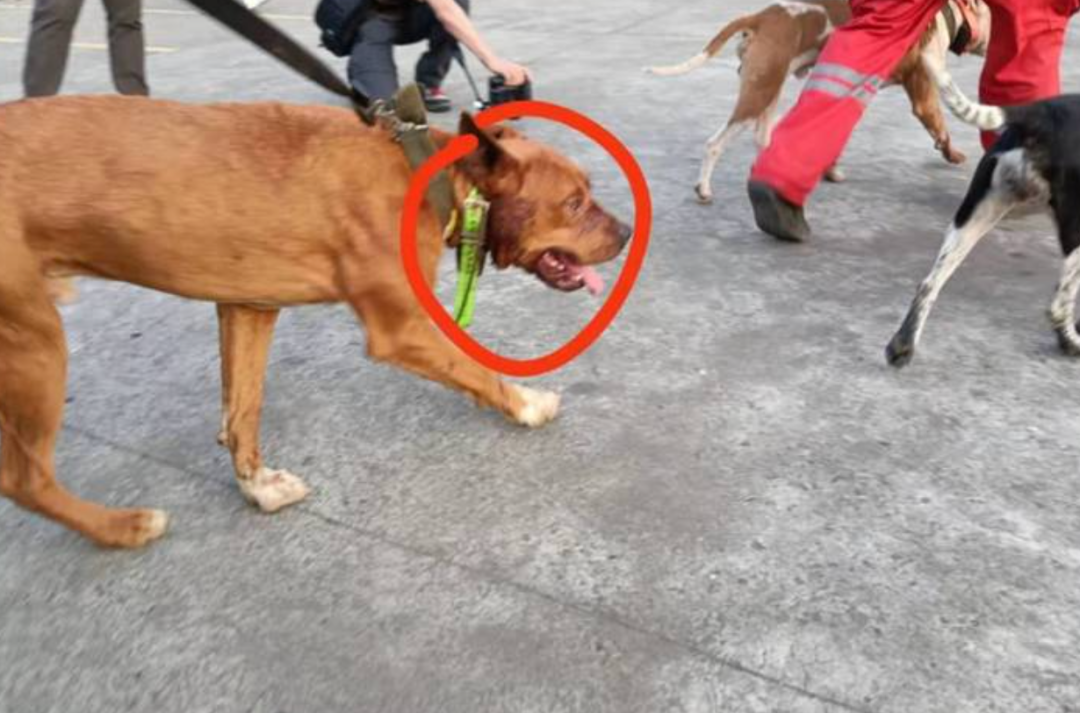 凌晨,最后一只豹子被发现,但是...休闲区蓝鸢梦想 - Www.slyday.coM 凌晨,最后一只豹子被发现,但是...休闲区蓝鸢梦想 - Www.slyday.coM