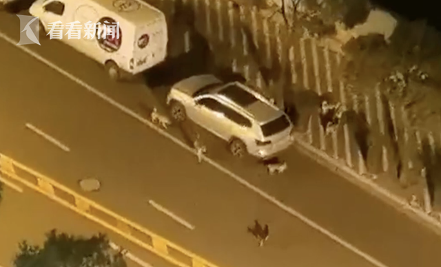 流浪狗肆无忌惮成群出没,上海一小区居民生活出行大受影响,投诉一年至今无果休闲区蓝鸢梦想 - Www.slyday.coM 流浪狗肆无忌惮成群出没,上海一小区居民生活出行大受影响,投诉一年至今无果休闲区蓝鸢梦想 - Www.slyday.coM