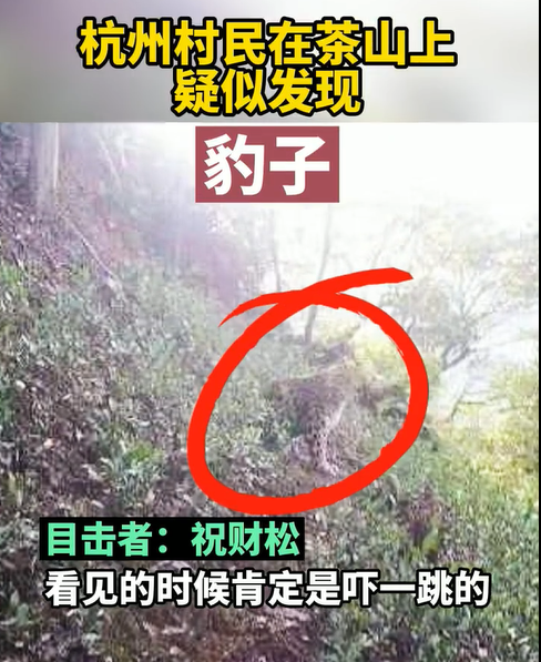 最后一只被发现!野生动物世界为何瞒“豹”?休闲区蓝鸢梦想 - Www.slyday.coM 最后一只被发现!野生动物世界为何瞒“豹”?休闲区蓝鸢梦想 - Www.slyday.coM