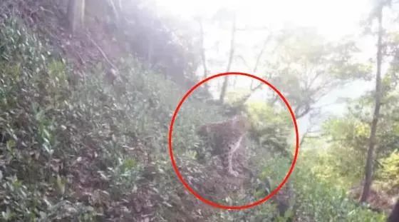 最后一只被发现!野生动物世界为何瞒“豹”?休闲区蓝鸢梦想 - Www.slyday.coM 最后一只被发现!野生动物世界为何瞒“豹”?休闲区蓝鸢梦想 - Www.slyday.coM