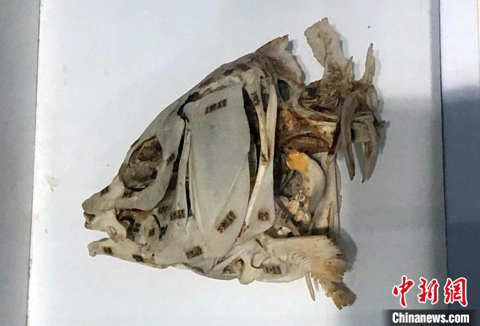 中科院动物所,老一辈科学家制作的鱼类标本。 中新社记者 孙自法 摄