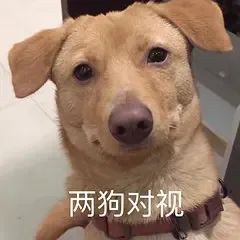 狗勾实用好图共赏,表情包王者干什么都可爱!