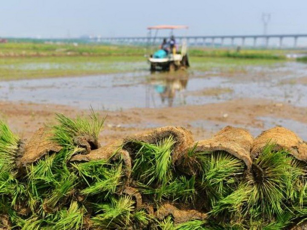 粉李种植：全国多地陆续迎来“海水稻”种植季青岛市