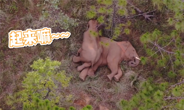 云南北迁小象花式撒娇叫大象起床 不停扭屁股被无人机拍下!