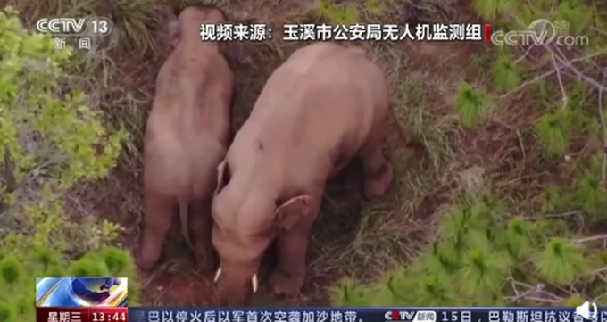 云南北迁小象花式撒娇叫大象起床 不停扭屁股被无人机拍下!