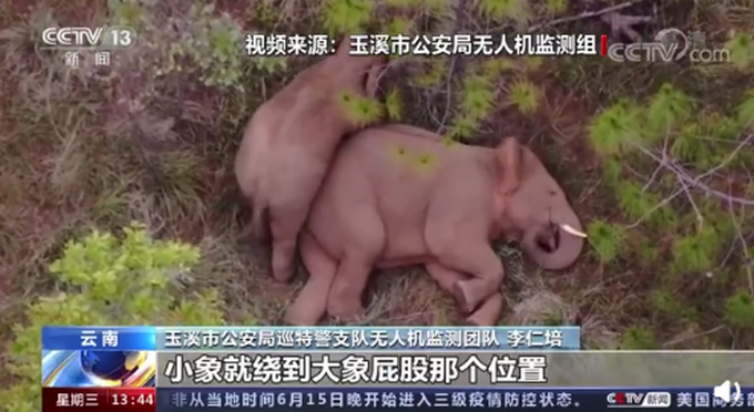 云南北迁小象花式撒娇叫大象起床 不停扭屁股被无人机拍下!