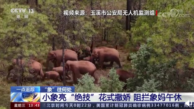 云南北迁小象花式撒娇叫大象起床 不停扭屁股被无人机拍下!