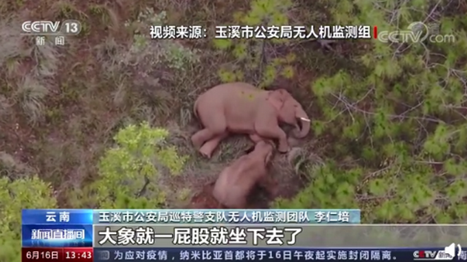 云南北迁小象花式撒娇叫大象起床 不停扭屁股被无人机拍下!