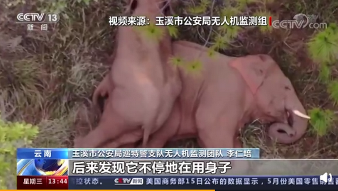 云南北迁小象花式撒娇叫大象起床 不停扭屁股被无人机拍下!