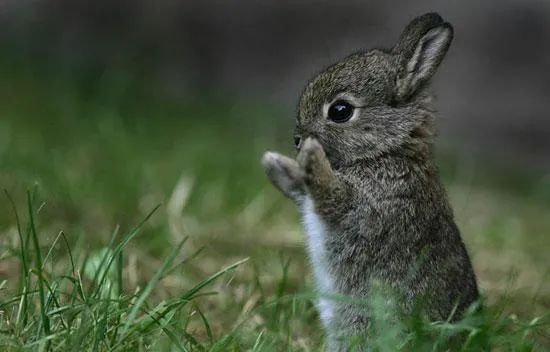 兔子小时候怪可爱的我可以亲秃它们所有