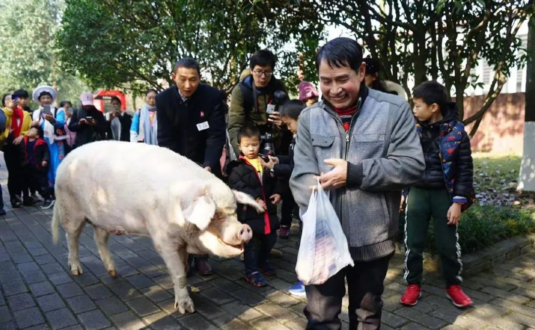 2020年1月16日猪坚强搬家。图源:樊建川微博