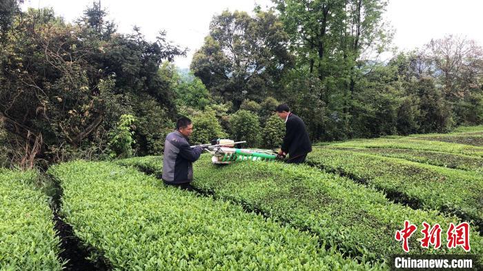 图为茶农机采夏秋茶。　受访者供图