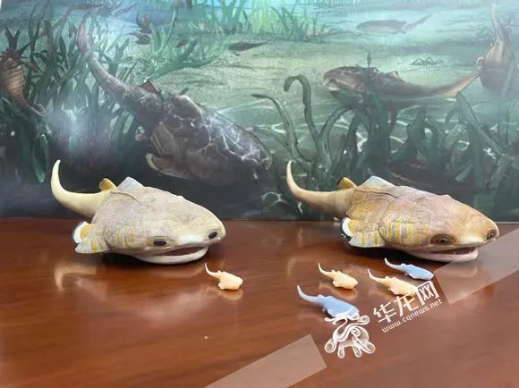 边城鱼化石模型。