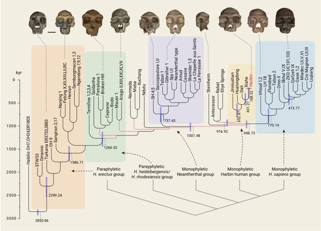 东北发现14.6万年前新人种!