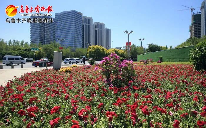 乌鲁木齐会展片区新增300万盆花卉
