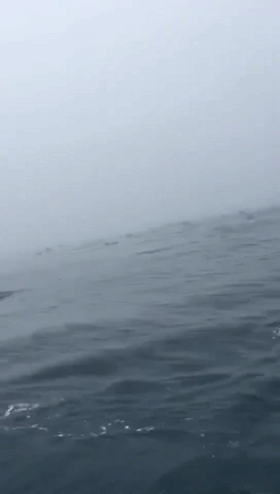 罕见!台州海域惊现上百条海豚,逐浪画面太壮观休闲区蓝鸢梦想 - Www.slyday.coM 罕见!台州海域惊现上百条海豚,逐浪画面太壮观休闲区蓝鸢梦想 - Www.slyday.coM