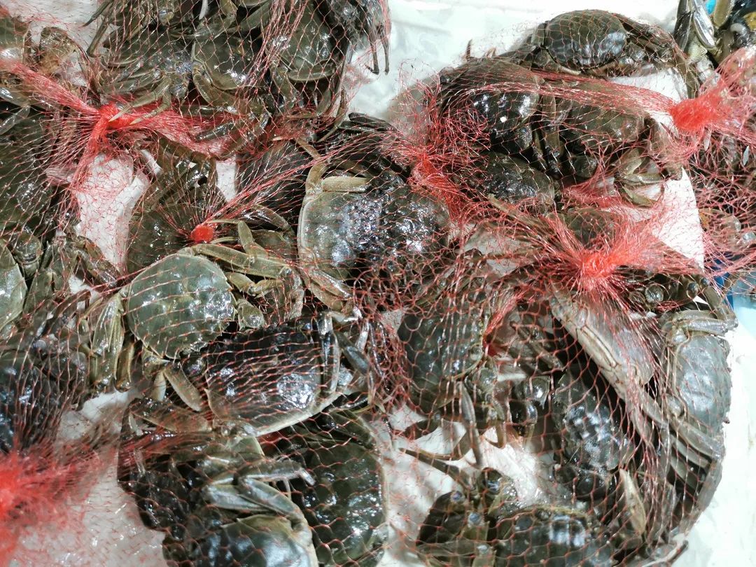 比小龙虾还鲜!嘉兴人爱吃的大闸蟹大量上市,便宜的1块钱1只~休闲区蓝鸢梦想 - Www.slyday.coM 比小龙虾还鲜!嘉兴人爱吃的大闸蟹大量上市,便宜的1块钱1只~休闲区蓝鸢梦想 - Www.slyday.coM