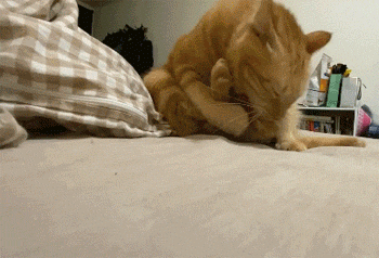 猫在给尾巴做清理,但尾巴不听话,它就这样抓,笑屎!