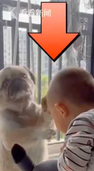 狗狗狂挠玻璃门,萌娃举动让人捧腹!汪星人:人类幼崽行为太迷惑休闲区蓝鸢梦想 - Www.slyday.coM 狗狗狂挠玻璃门,萌娃举动让人捧腹!汪星人:人类幼崽行为太迷惑休闲区蓝鸢梦想 - Www.slyday.coM