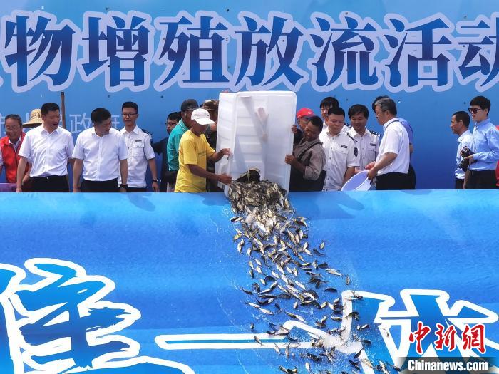鱼苗放归入湖 周孙榆 摄