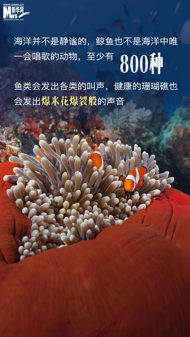 世界海洋日丨神秘的71%