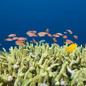 世界海洋日丨神秘的71%