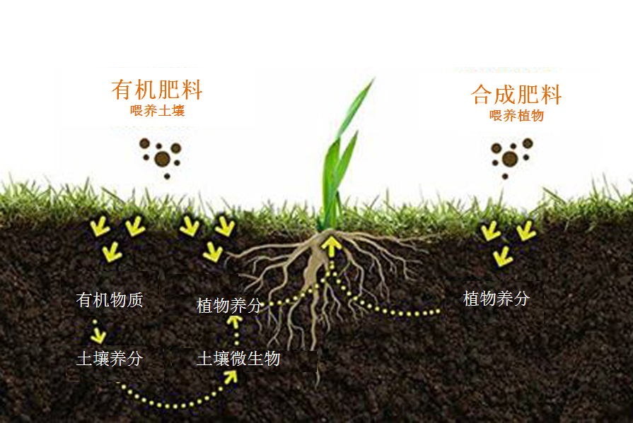 微观食物土壤吃什么我们就吃什么