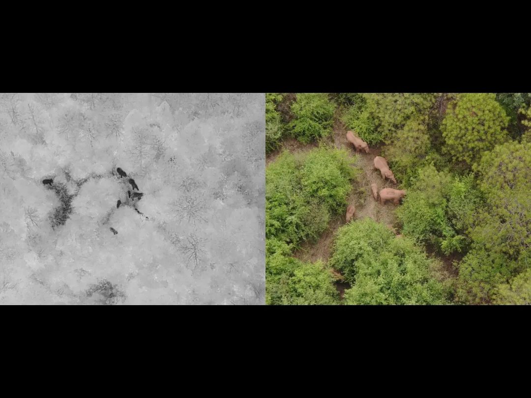 最新动态!离群独象距离象群约12公里休闲区蓝鸢梦想 - Www.slyday.coM 最新动态!离群独象距离象群约12公里休闲区蓝鸢梦想 - Www.slyday.coM