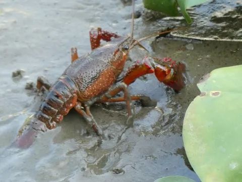 中国的小龙虾不是来于日本吗?日本却把小龙虾定为外来入侵物种并禁止贩卖?休闲区蓝鸢梦想 - Www.slyday.coM 中国的小龙虾不是来于日本吗?日本却把小龙虾定为外来入侵物种并禁止贩卖?休闲区蓝鸢梦想 - Www.slyday.coM