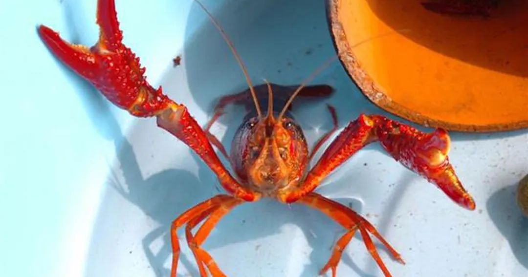 中国的小龙虾不是来于日本吗?日本却把小龙虾定为外来入侵物种并禁止贩卖?休闲区蓝鸢梦想 - Www.slyday.coM 中国的小龙虾不是来于日本吗?日本却把小龙虾定为外来入侵物种并禁止贩卖?休闲区蓝鸢梦想 - Www.slyday.coM