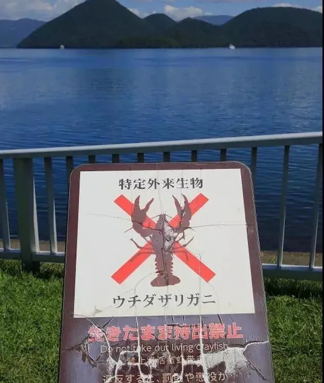 中国的小龙虾不是来于日本吗?日本却把小龙虾定为外来入侵物种并禁止贩卖?休闲区蓝鸢梦想 - Www.slyday.coM 中国的小龙虾不是来于日本吗?日本却把小龙虾定为外来入侵物种并禁止贩卖?休闲区蓝鸢梦想 - Www.slyday.coM