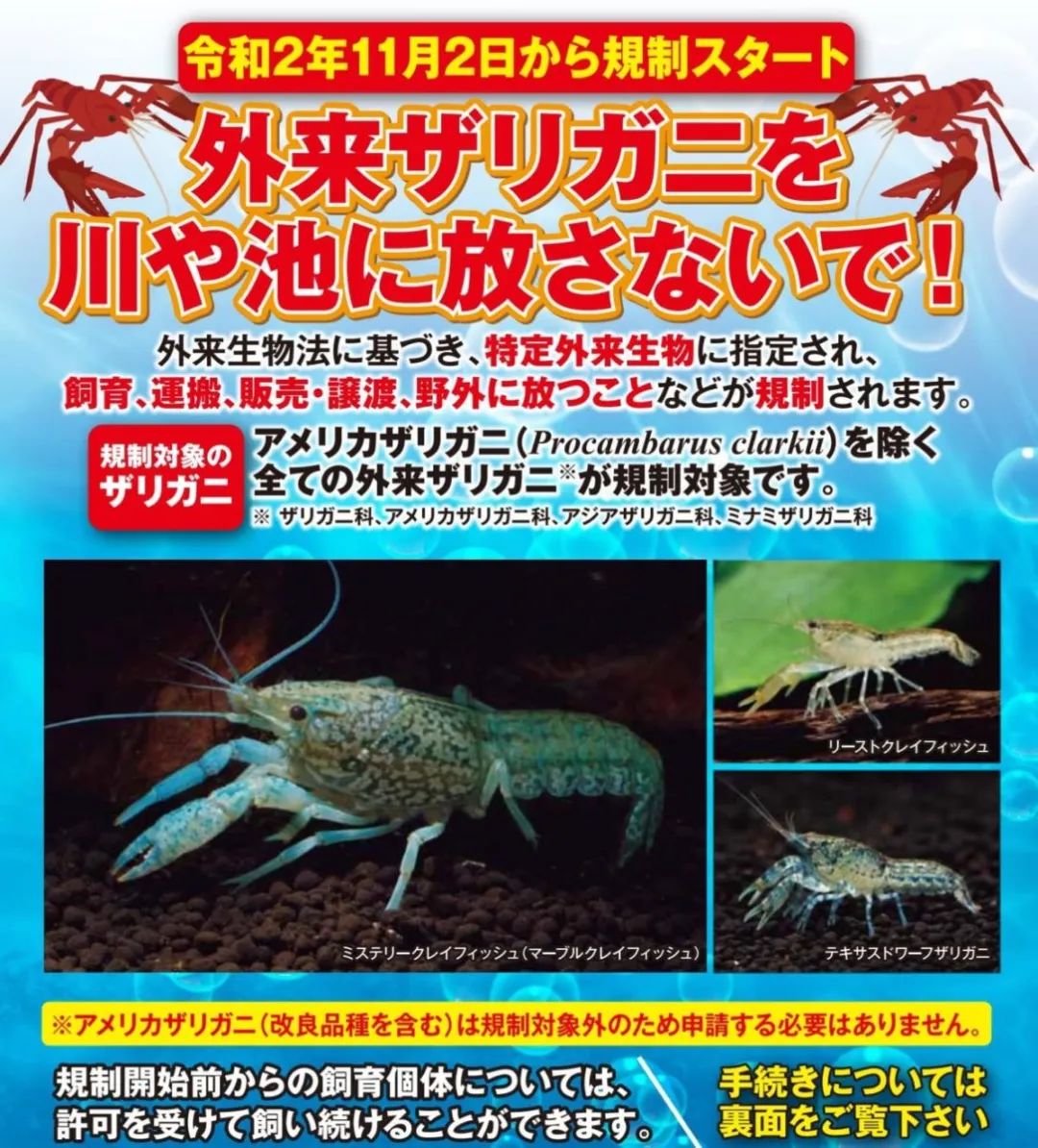 中国的小龙虾不是来于日本吗?日本却把小龙虾定为外来入侵物种并禁止贩卖?休闲区蓝鸢梦想 - Www.slyday.coM 中国的小龙虾不是来于日本吗?日本却把小龙虾定为外来入侵物种并禁止贩卖?休闲区蓝鸢梦想 - Www.slyday.coM