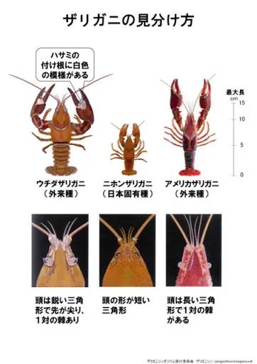 中国的小龙虾不是来于日本吗?日本却把小龙虾定为外来入侵物种并禁止贩卖?休闲区蓝鸢梦想 - Www.slyday.coM 中国的小龙虾不是来于日本吗?日本却把小龙虾定为外来入侵物种并禁止贩卖?休闲区蓝鸢梦想 - Www.slyday.coM