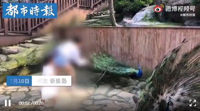 女子景区内拔掉孔雀羽毛只为哄娃,网友怒了!休闲区蓝鸢梦想 - Www.slyday.coM 女子景区内拔掉孔雀羽毛只为哄娃,网友怒了!休闲区蓝鸢梦想 - Www.slyday.coM