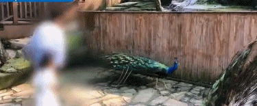 女子景区内拔掉孔雀羽毛只为哄娃,网友怒了!休闲区蓝鸢梦想 - Www.slyday.coM 女子景区内拔掉孔雀羽毛只为哄娃,网友怒了!休闲区蓝鸢梦想 - Www.slyday.coM