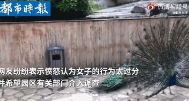 女子景区内拔掉孔雀羽毛只为哄娃,网友怒了!休闲区蓝鸢梦想 - Www.slyday.coM 女子景区内拔掉孔雀羽毛只为哄娃,网友怒了!休闲区蓝鸢梦想 - Www.slyday.coM