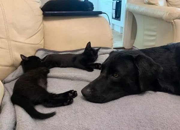 狗子养大7只小猫,猫被送走后以为它会难过,可结果...哈哈哈!休闲区蓝鸢梦想 - Www.slyday.coM 狗子养大7只小猫,猫被送走后以为它会难过,可结果...哈哈哈!休闲区蓝鸢梦想 - Www.slyday.coM