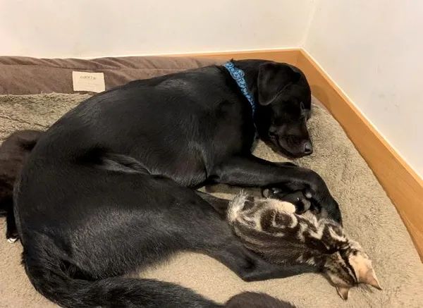 狗子养大7只小猫,猫被送走后以为它会难过,可结果...哈哈哈!休闲区蓝鸢梦想 - Www.slyday.coM 狗子养大7只小猫,猫被送走后以为它会难过,可结果...哈哈哈!休闲区蓝鸢梦想 - Www.slyday.coM