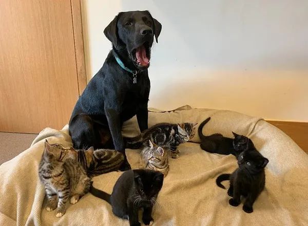 狗子养大7只小猫,猫被送走后以为它会难过,可结果...哈哈哈!休闲区蓝鸢梦想 - Www.slyday.coM 狗子养大7只小猫,猫被送走后以为它会难过,可结果...哈哈哈!休闲区蓝鸢梦想 - Www.slyday.coM