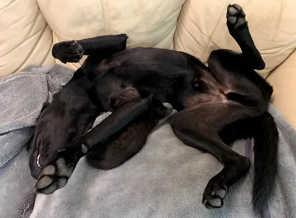 狗子养大7只小猫,猫被送走后以为它会难过,可结果...哈哈哈!休闲区蓝鸢梦想 - Www.slyday.coM 狗子养大7只小猫,猫被送走后以为它会难过,可结果...哈哈哈!休闲区蓝鸢梦想 - Www.slyday.coM