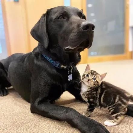 狗子养大7只小猫,猫被送走后以为它会难过,可结果...哈哈哈!休闲区蓝鸢梦想 - Www.slyday.coM 狗子养大7只小猫,猫被送走后以为它会难过,可结果...哈哈哈!休闲区蓝鸢梦想 - Www.slyday.coM