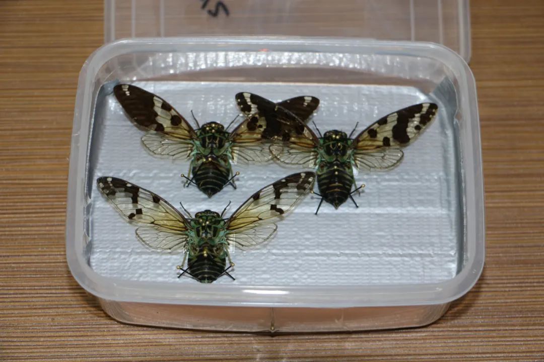 济南邮局海关查获一件翡翠蝉标本,重50克