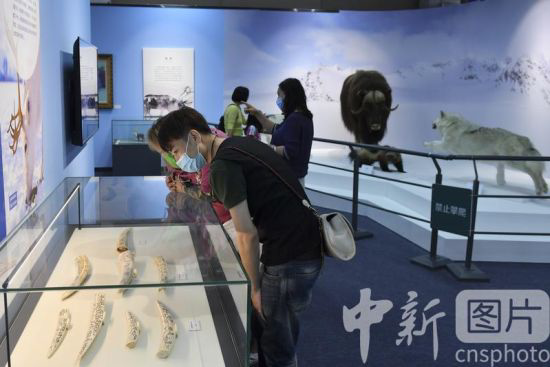 冰雪奇缘驯鹿与文化展在北京自然博物馆开展