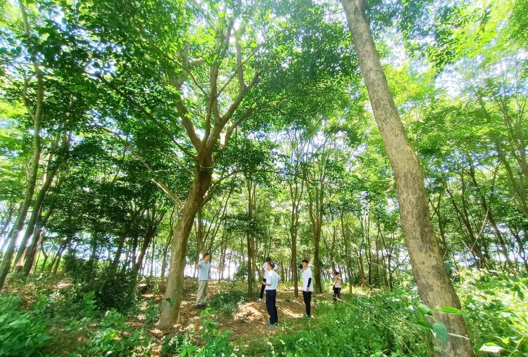厉害!阳江这里有3000亩珍贵树木,品种超过30个