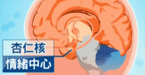 孩子的情绪经常失控?那是大脑的这个地方出了差错