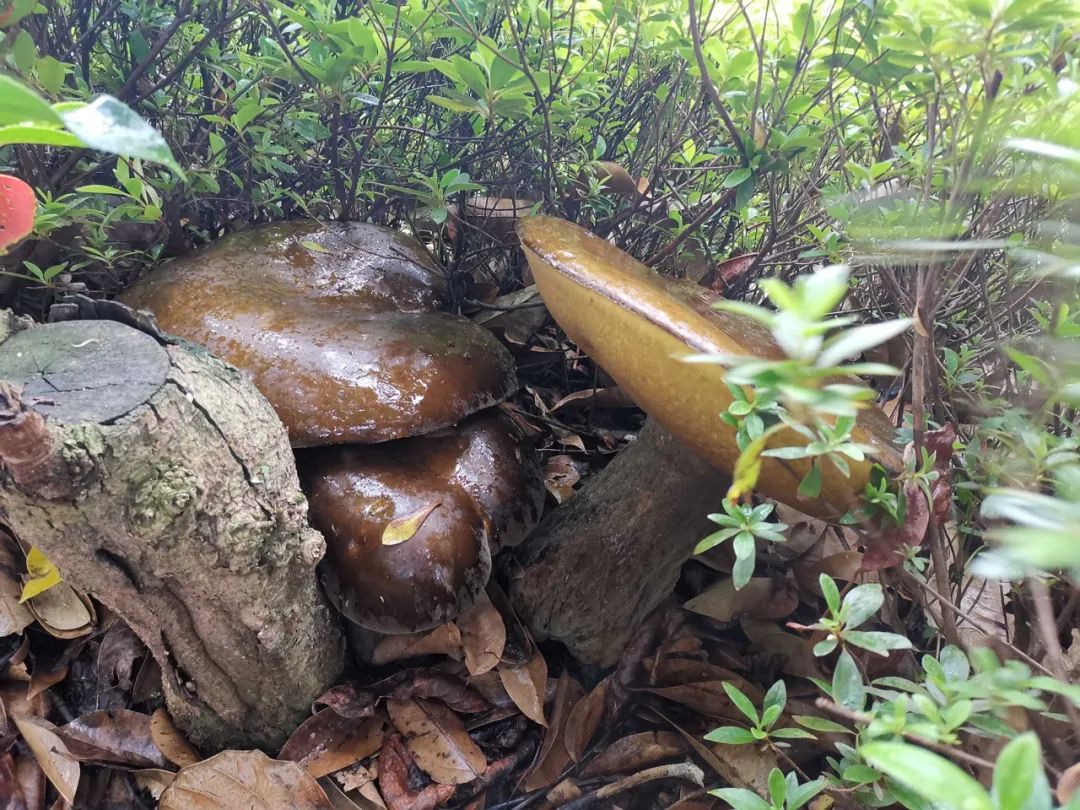 稀奇!云南一公安局花园内长出巨型牛肝菌!最大一朵重2.8公斤!休闲区蓝鸢梦想 - Www.slyday.coM 稀奇!云南一公安局花园内长出巨型牛肝菌!最大一朵重2.8公斤!休闲区蓝鸢梦想 - Www.slyday.coM