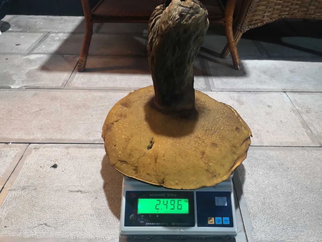 稀奇!云南一公安局花园内长出巨型牛肝菌!最大一朵重2.8公斤!休闲区蓝鸢梦想 - Www.slyday.coM 稀奇!云南一公安局花园内长出巨型牛肝菌!最大一朵重2.8公斤!休闲区蓝鸢梦想 - Www.slyday.coM