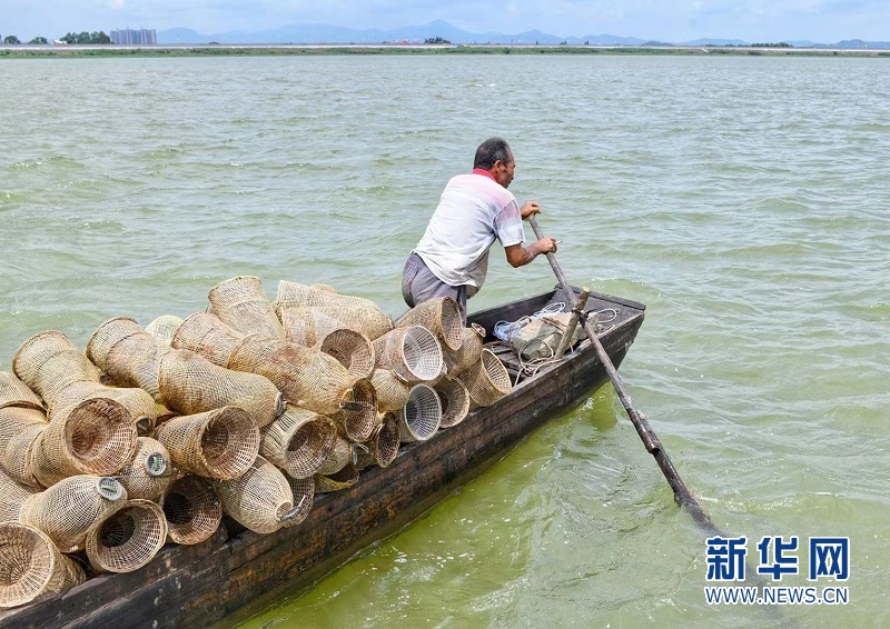 　　渔民驾着小艇放虾笼。新华网发（梁平 摄）