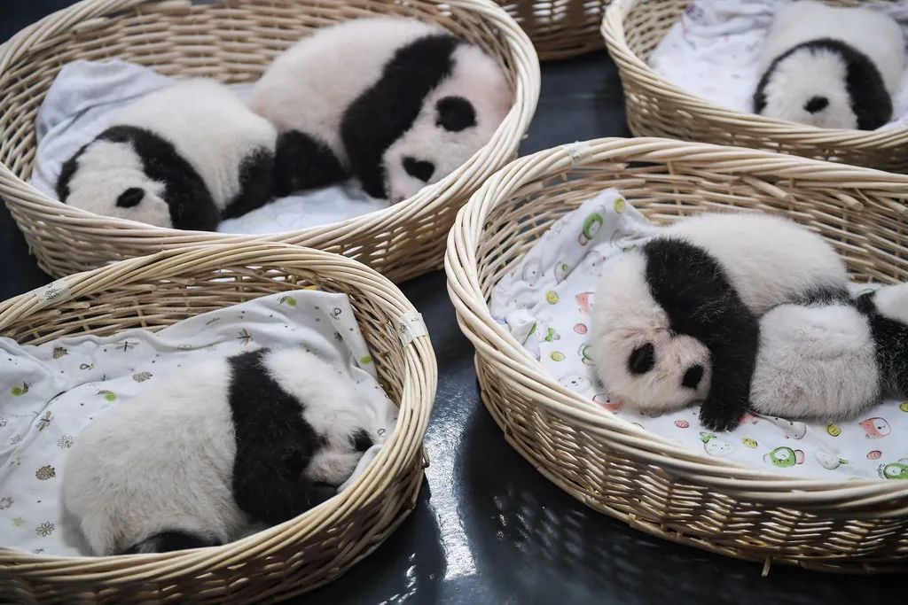 中国大熊猫保护研究中心卧龙神树坪基地拍摄的大熊猫宝宝.